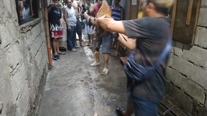 bulik Tagalog naka dalawa panalo 💪💪💪