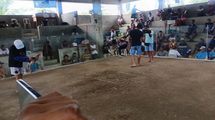 MY OWNED BLEND BL.. kalaban abuhin 8/10. San Andres Quezon province. Brgy. Manghero Cockpit  Arena..