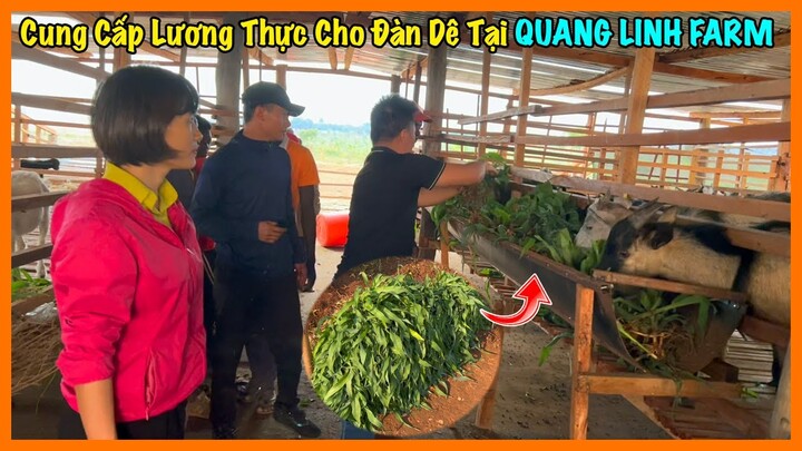 Nông Nghiệp VIỆT NAM ở Châu Phi || Cung Cấp Lương Thực Cho Đàn Dê Tại Quang Linh Farm