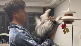 Cat Virtue Test for the whole family