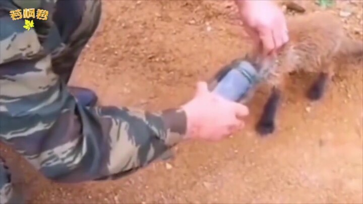 Everything has a spirit—this little fox got its head stuck in a glass bottle and immediately called 
