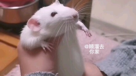 ไม่มีทางต้านทานหนูที่เต้นรำเป็นได้เลย
