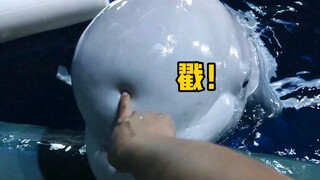 小白鲸又被我玩“死机”了