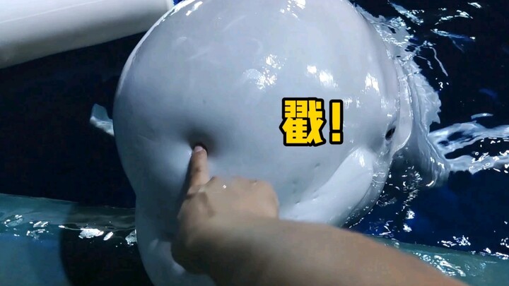 小白鲸又被我玩“死机”了