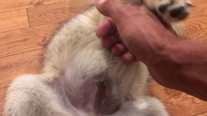 An Orphaned Coyote Cub