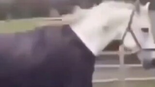 لقد أصبح من الوقاحة التظاهر بعد الآن.