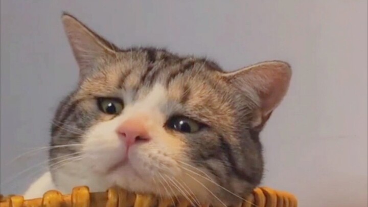 伤 心 猫 猫 头 ！