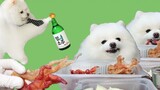 Động vật|Chó uống rượu ăn chân gà