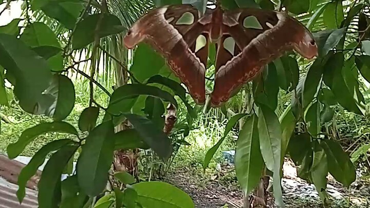 seven dedly sins butterfly