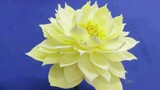 Handmade lotus - Shicheng chrysanthemum yellow, a new variety of lotus, I can't find more reference 