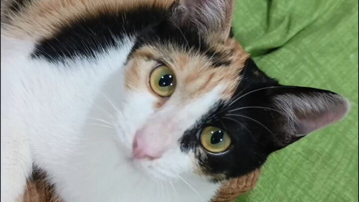 Mọi người giúp tôi xem con mèo này có mở được cửa không?