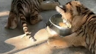 Selamat datang, silakan beri koin, terima kasih banyak atas koin emas Anda