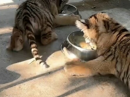 Welcome everyone to toss a coin—thank you so much for your gold coins!