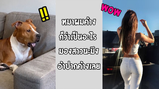 รวมคลิปตลกๆ : หมาตัวนี้มันเเอบมองตูด!!