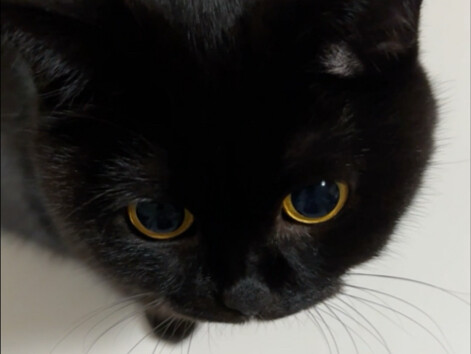 لا تلمس القط الصغير عندما تعود إلى المنزل! سيء!!