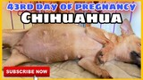 PREGNANCY UPDATE! CHIHUAHUA | SUPER MARCOS VLOGS