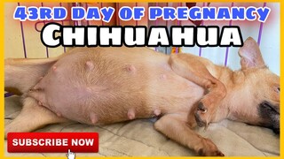 PREGNANCY UPDATE! CHIHUAHUA | SUPER MARCOS VLOGS