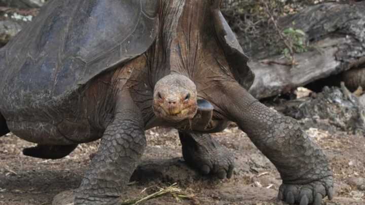 ภาพหายากก่อนเสียชีวิตของ “จอร์จผู้โดดเดี่ยว” เต่าใหญ่เกาะปินตาตัวสุดท้ายของโลก