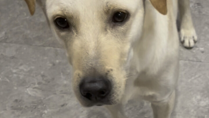 Puppy: How come you know it better than I do?