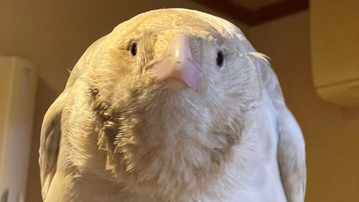 White Crow Raising Diary — Want to Talk with a Crow —
