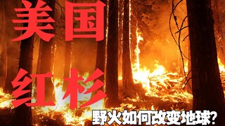 红杉为什么是地球上最可怕的植物？