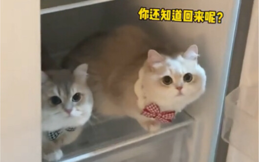 When I Forget to Turn on the AC for My Cat Before I Head Out