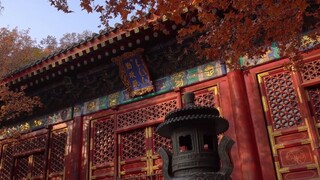 【空镜素材】故宫的一年四季|春夏秋冬