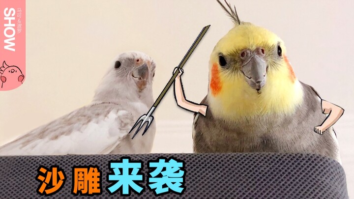 Jangan sekali-kali mengusik burung kakaktua, kalau tidak mereka akan merencanakan balas dendam!