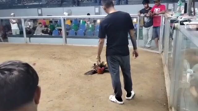 Hatch grey in action #2