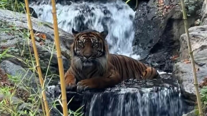 Those fun animal videos!