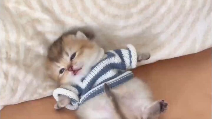 It’s getting cold, and little kittens have taken over the bed! This fluffy bundle is just too adorab