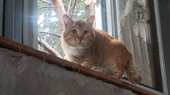 Nó khó khăn lắm mới nuôi được mình mập lên.