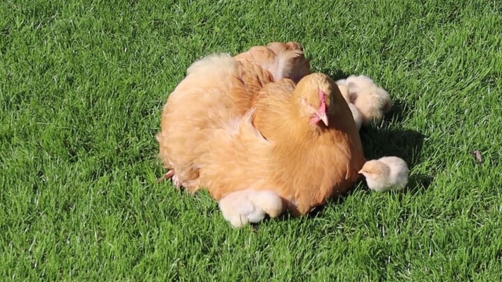 [Orpington Chickens] Hen Basking in the Sun with Her Chicks — So Cozy!