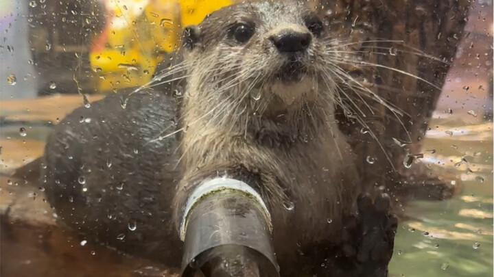 วิธีจับมือกับลูกนาก