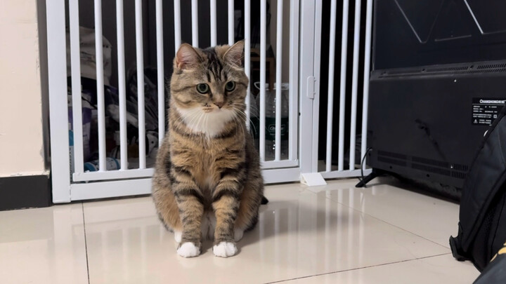 ปฏิเสธสัตว์ที่อยากแสดงไม่ได้