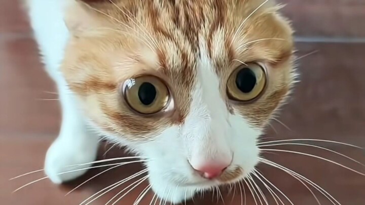 เมื่อแมวสังเกตว่าคุณไปลูบแมวตัวอื่นแล้ว แบบว่า: