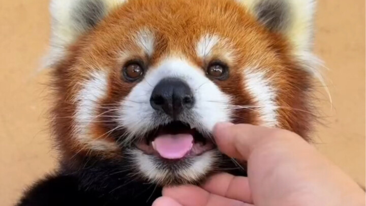 Mencubit mulut si panda kecil, sudah dicoba dan ternyata tidak menggigit～