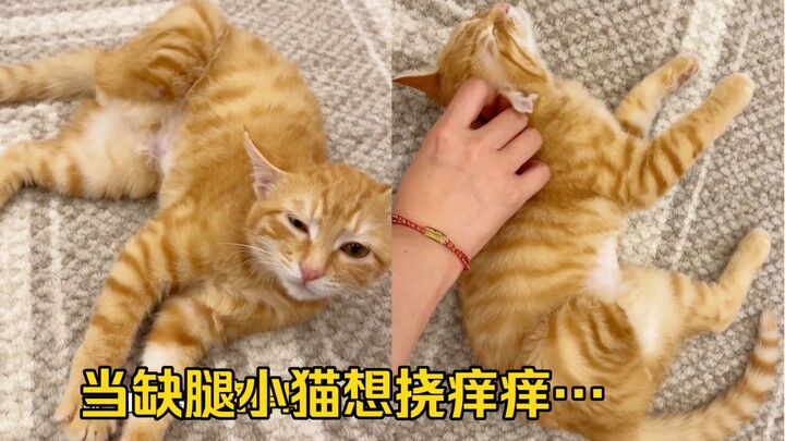 ลูกแมวขาดขาไปหนึ่งข้าง แต่มีปัญญาประดิษฐ์!