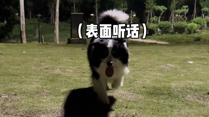 Perbedaan Antara Border Collie Biasa dan Border Collie Cerdas