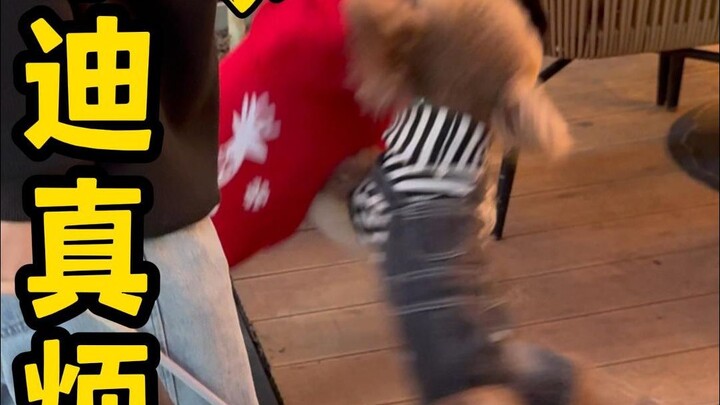 Sangat memuaskan! Teddy, bukankah kamu yang berutang? Tuannya, bukankah kamu cuma jadi latar belakan