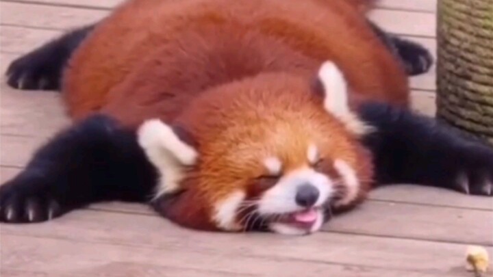 “Dia menjulurkan lidah ke arahku—dia pasti suka sama aku!”