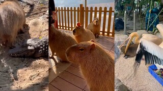 Capybara: Hidup ini hanyalah pasrah pada takdir.