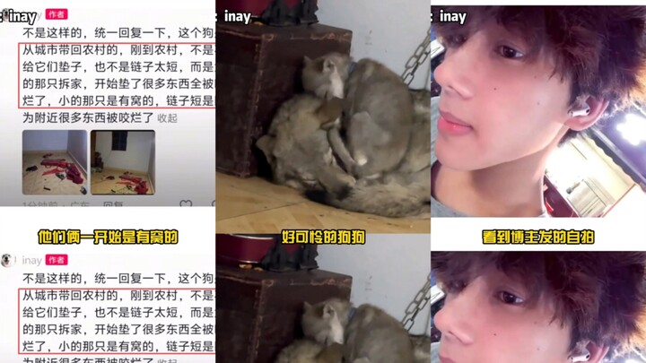 Awalnya kukira itu penyiksaan anjing, tapi begitu kulihat ternyata itu adalah anjing serigala Ceko, 