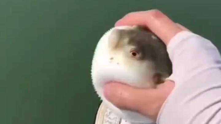 Penggunaan global yang seragam untuk ikan fugu: