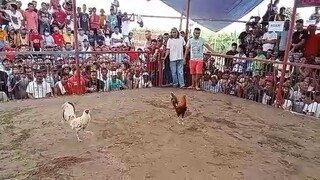 2cock champion 1st fight