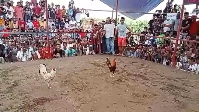 2cock champion 1st fight