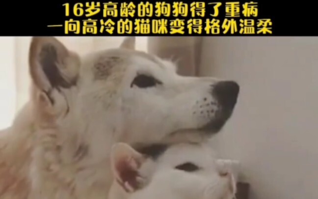 Lúc nào cũng xúc động trước tình nghĩa giữa các loài động vật nhỏ.