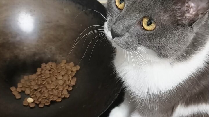 Mom, why aren’t you saying a word while stir-frying cat food today? Are you suddenly mute?