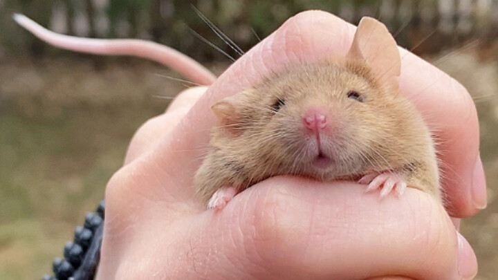 Can Wild Rats Be Caught and Kept as Pets? | Brown Rat, Fancy Rat, Satin Rat — Fun & Cute Pet Science