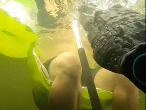 Nụ hôn tinh nghịch của cá sấu